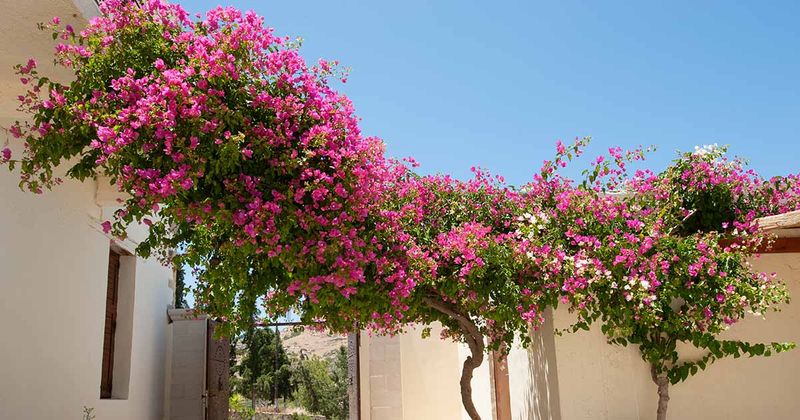 Bougainvillea