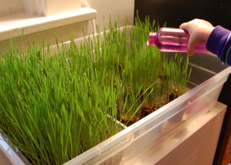Wheatgrass