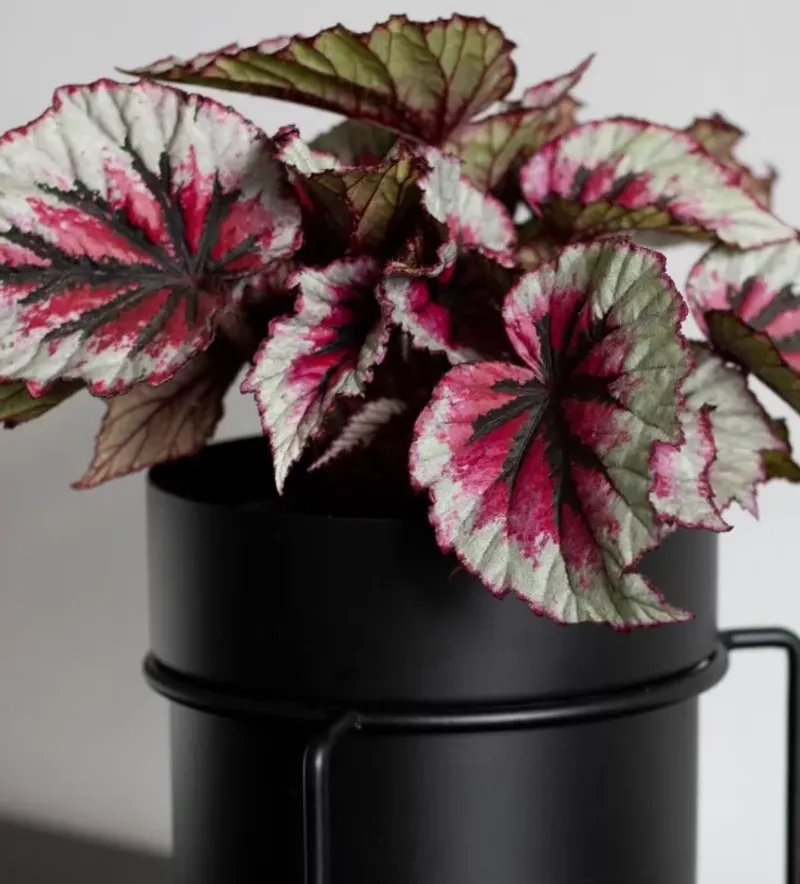 Rex Begonia (Begonia rex)
