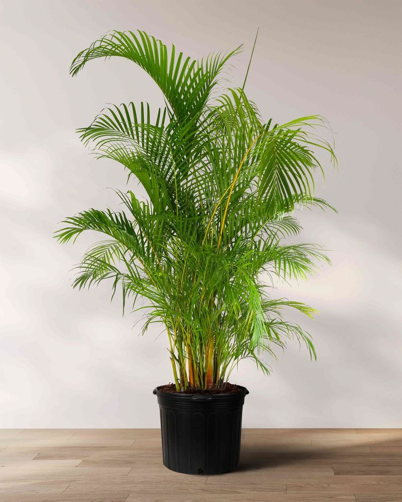 Areca Palm (Dypsis lutescens)