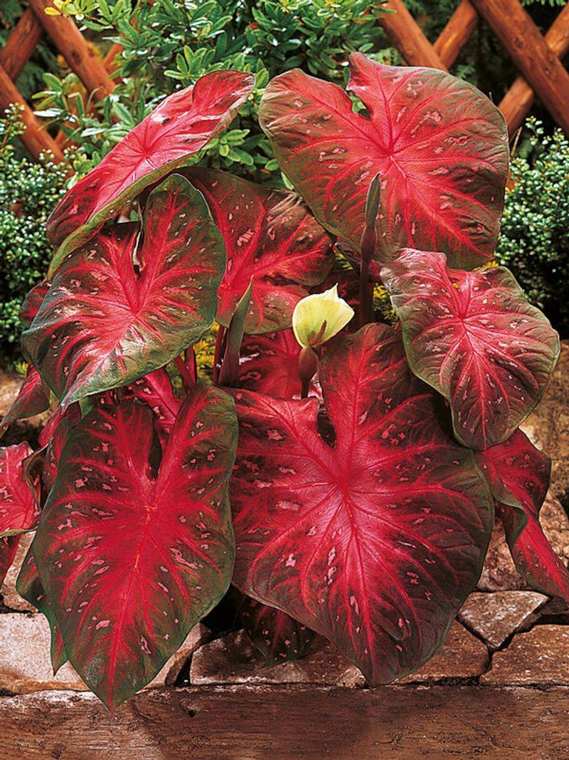 Caladium ‘Red Flash’