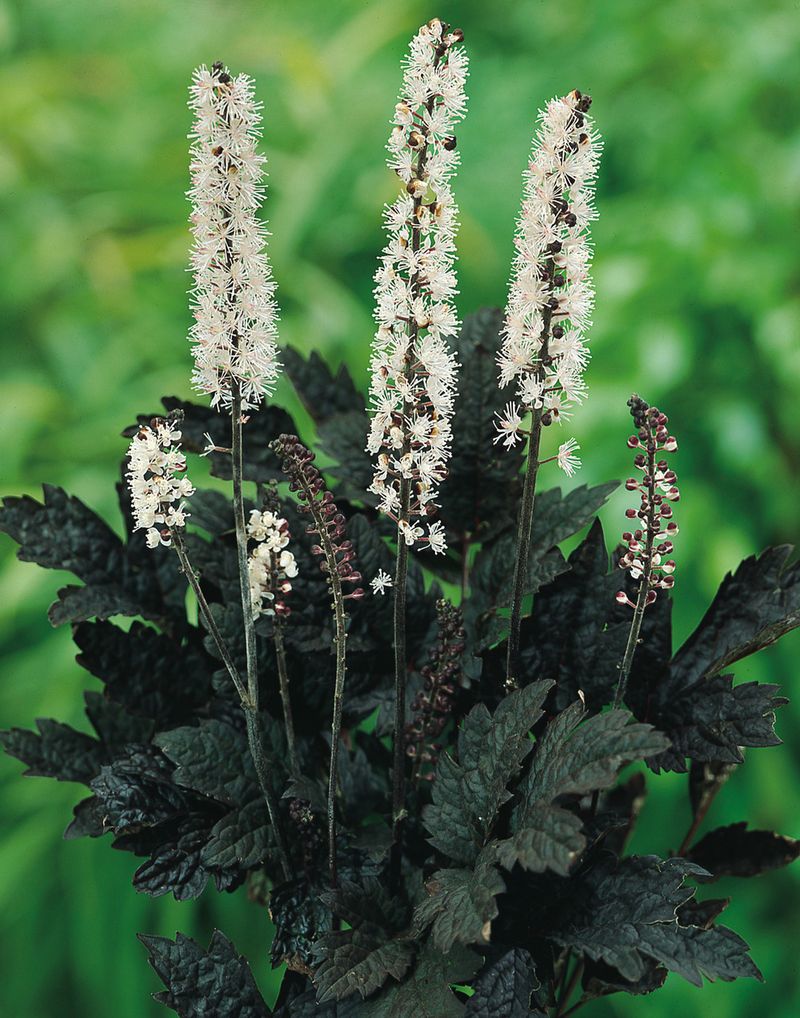 Cimicifuga (Actaea) ‘Brunette’