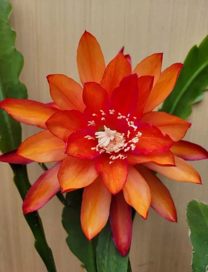 Orchid Cactus (Epiphyllum ‘Orange Delight’)