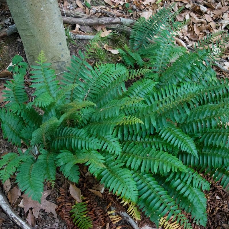 Christmas Fern (Polystichum acrostichoides)