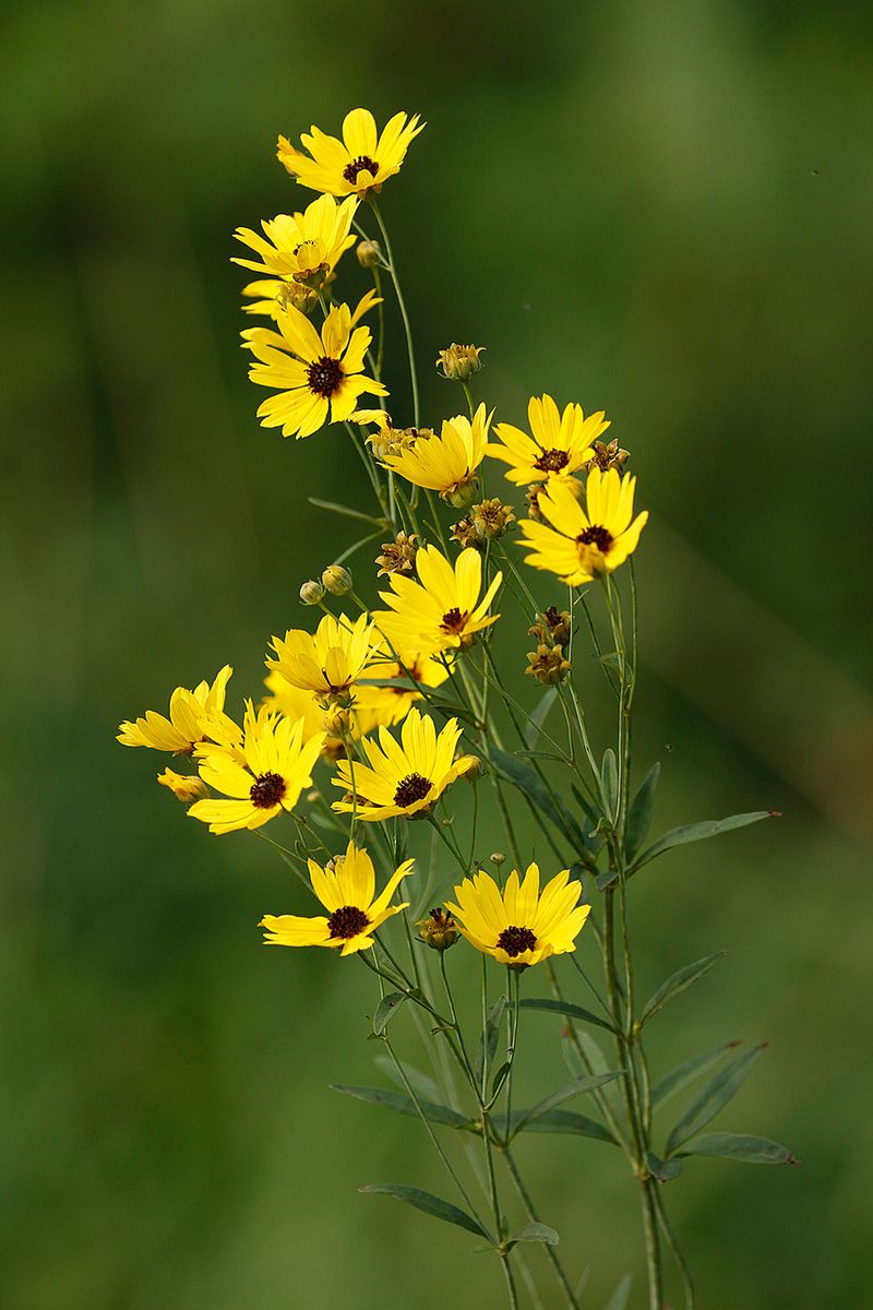Coreopsis (Coreopsis spp.)