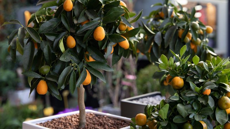 Kumquat Tree (Citrus japonica)