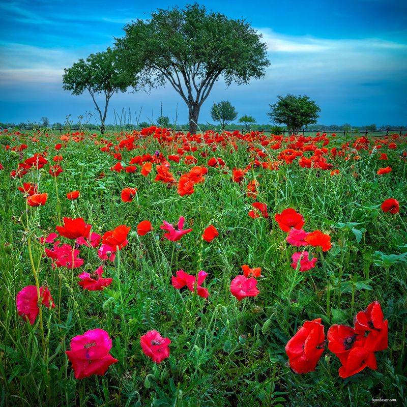 Common Disappointment: Poppy