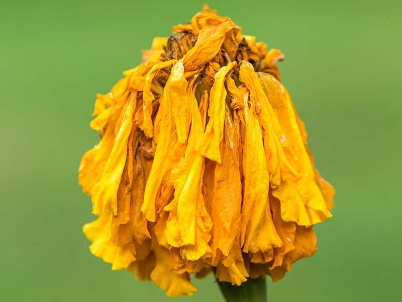 Common Disappointment: Marigold