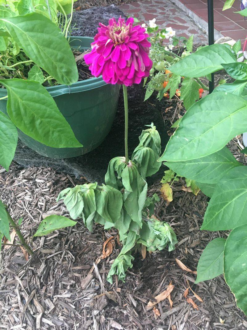 Common Disappointment: Zinnia