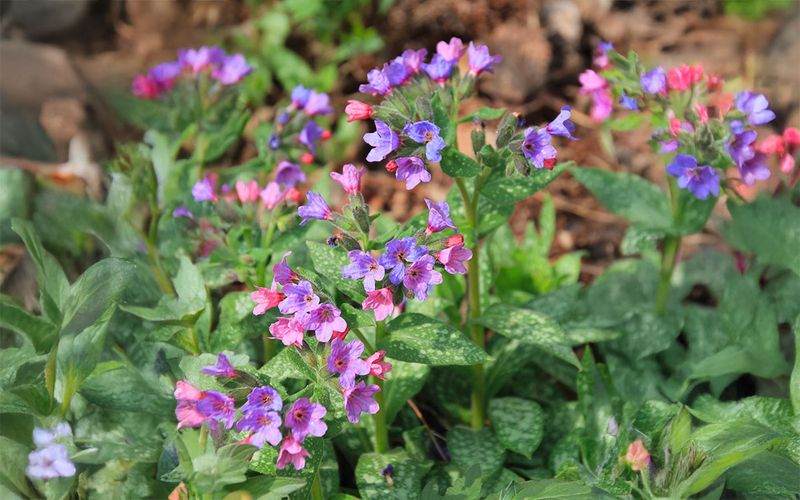 Lungwort