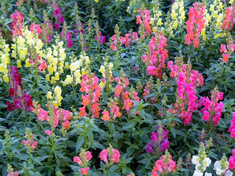 Common Disappointment: Snapdragon