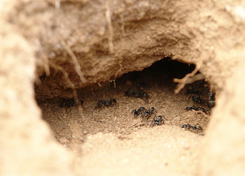 Ants as Natural Architects