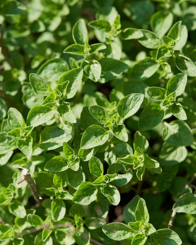 Companion 11: Oregano