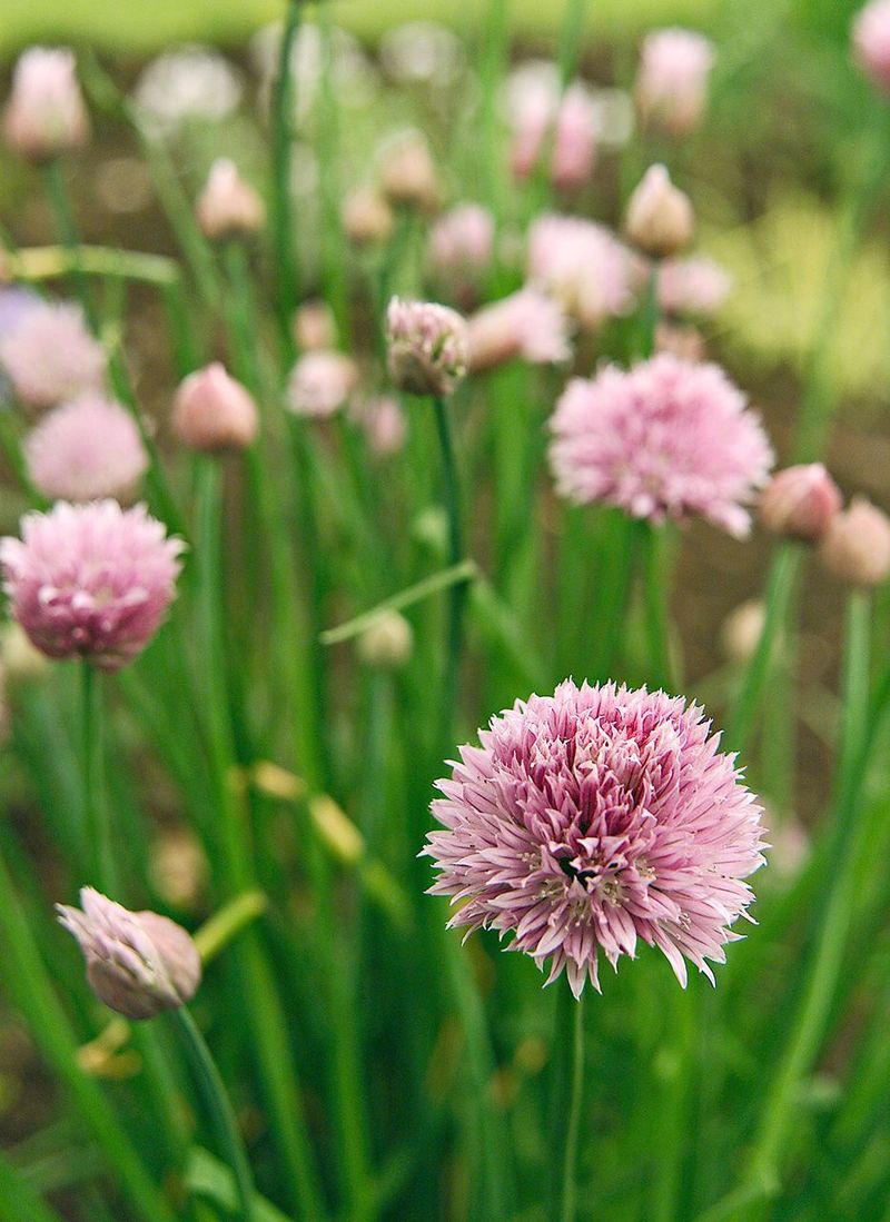 Companion 14: Chives