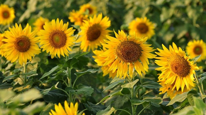 Companion 7: Sunflowers