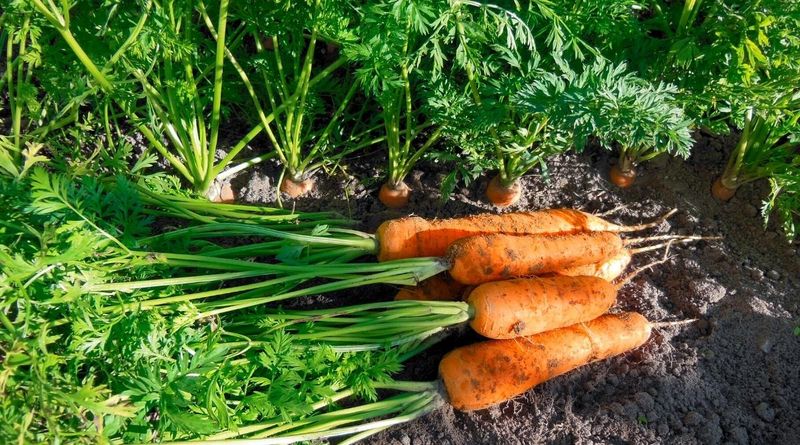 Companion 8: Carrots