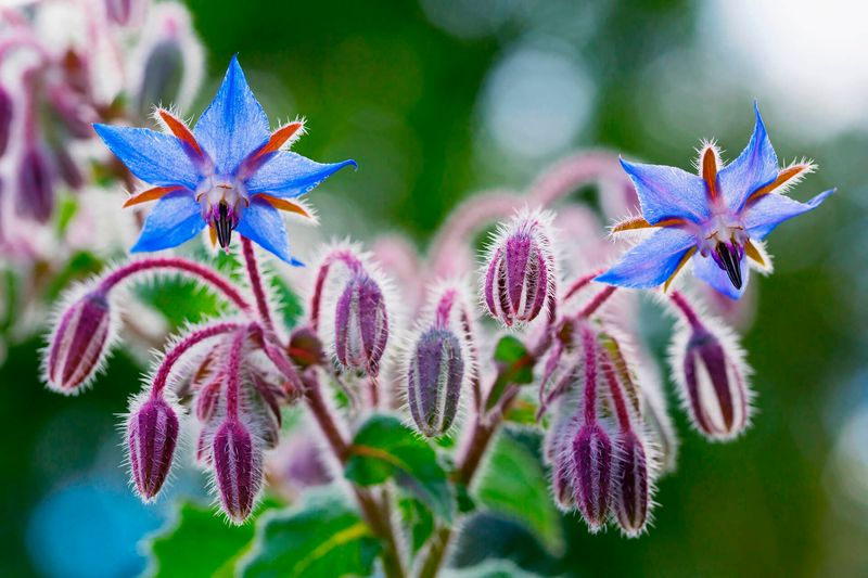 Companion 10: Borage