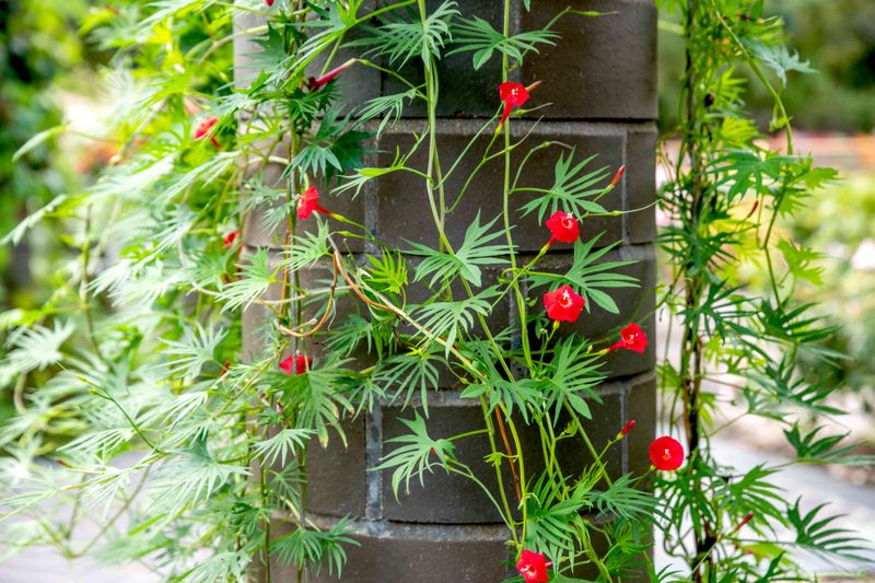 Creative Arbor Designs