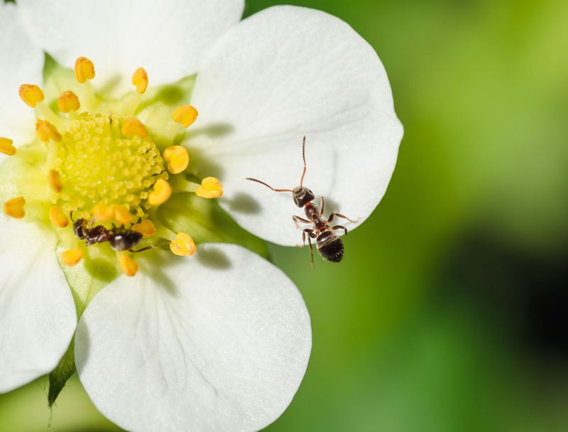 Pollination Assistance