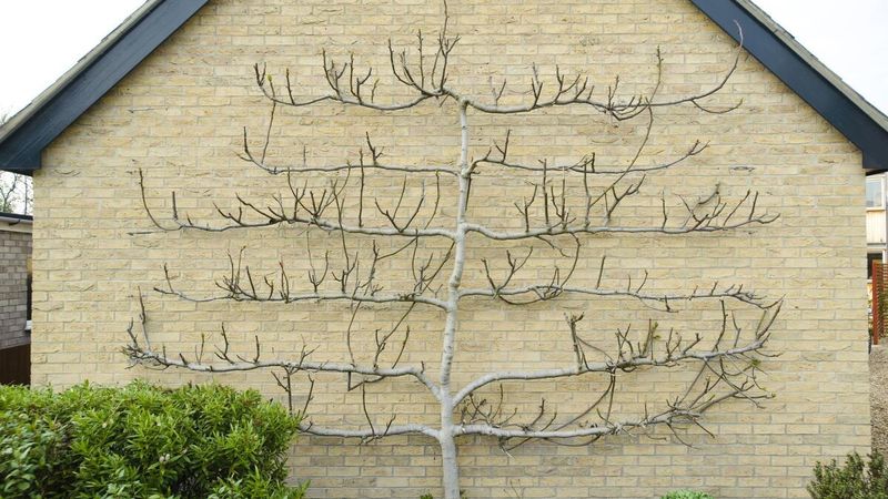 Training and Support Structures