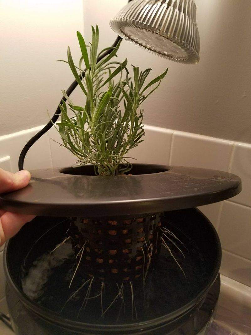 Hydroponic Lavender Growth