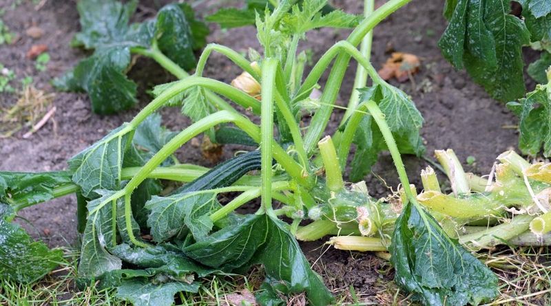 Ignoring Plant Signs
