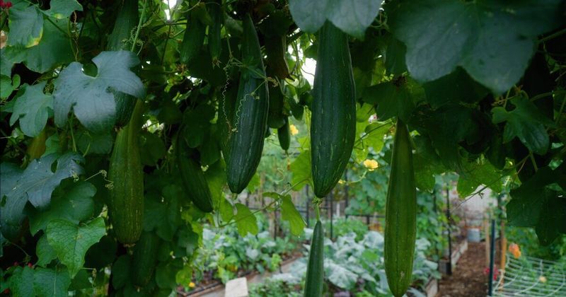 They’re Heat-Lovers but Frost-Cowards