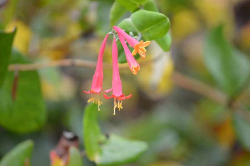 Honeysuckle
