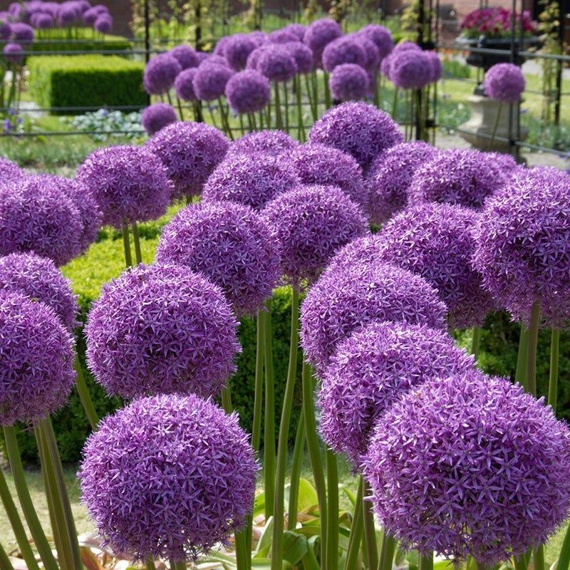 Allium