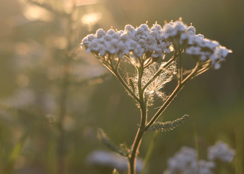 Yarrow's Yield