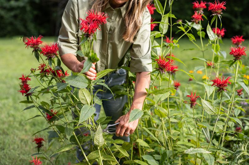 Bee Balm Disease Defense