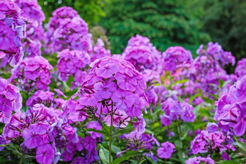 Phlox (Phlox paniculata)