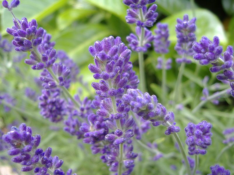 Lavender (Lavandula spp.)