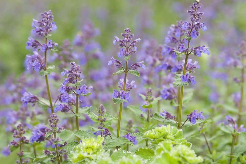 Catmint (Nepeta spp.)