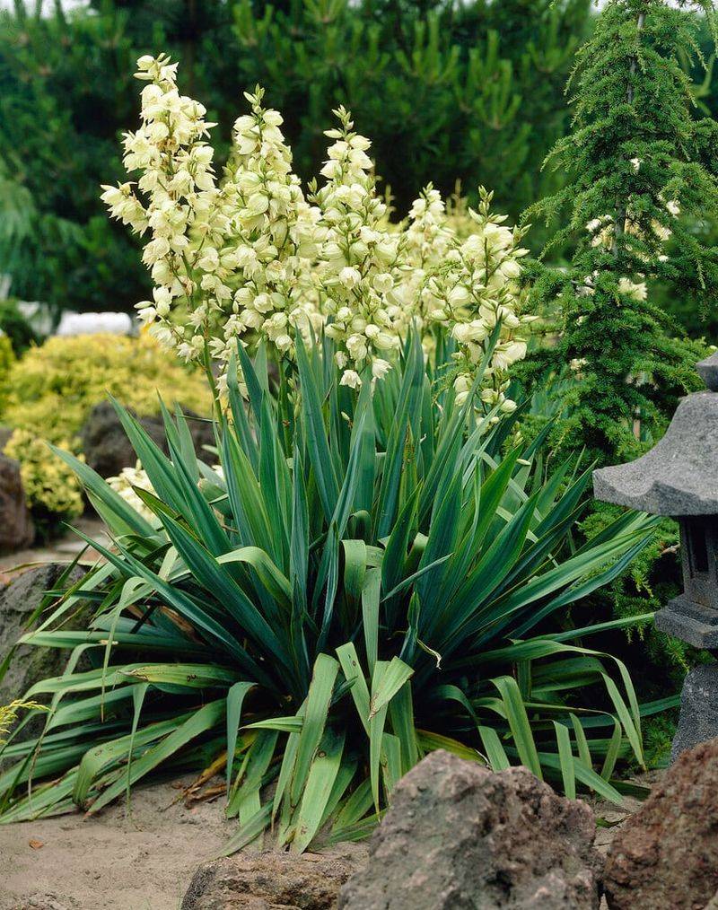 Yucca (Yucca filamentosa)