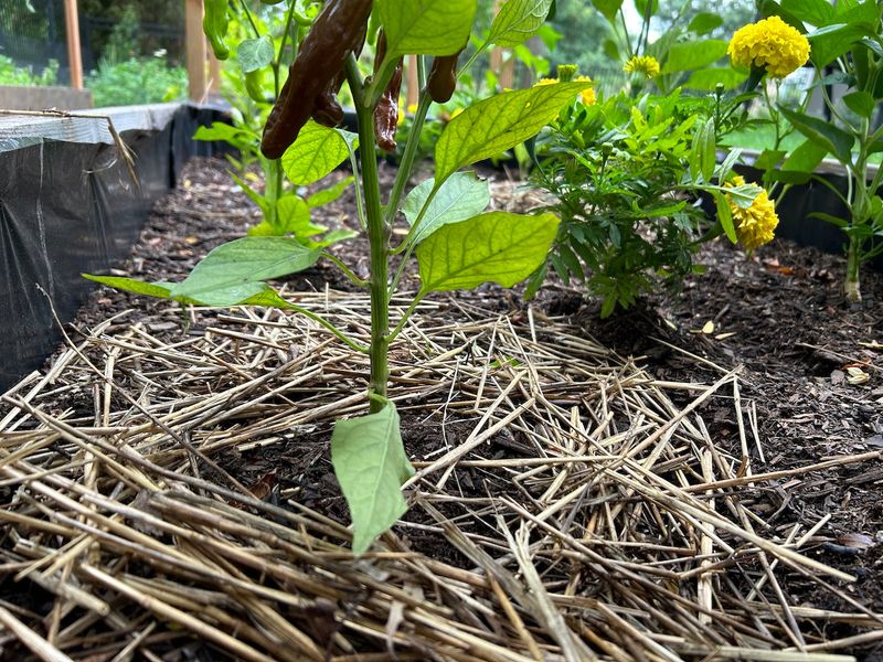 Implement Mulching Techniques