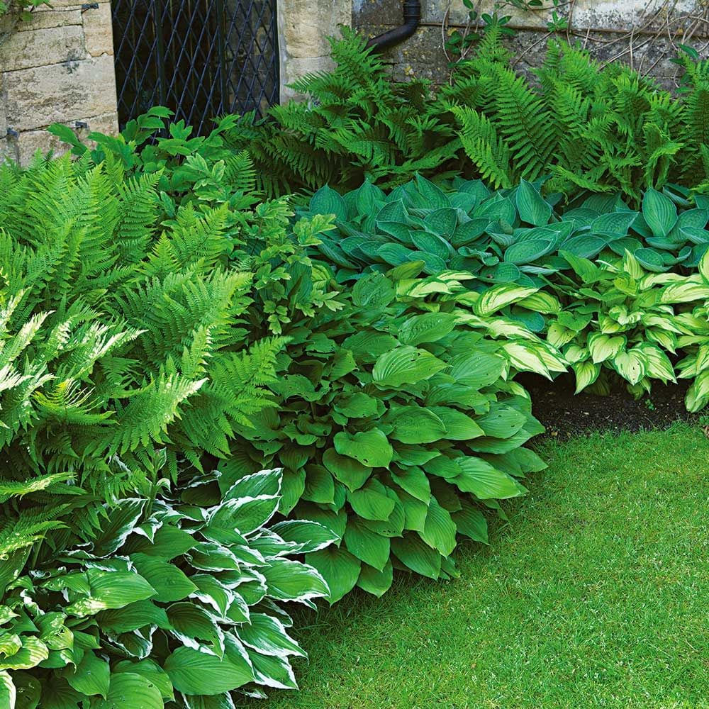 Pair with Hostas or Ferns