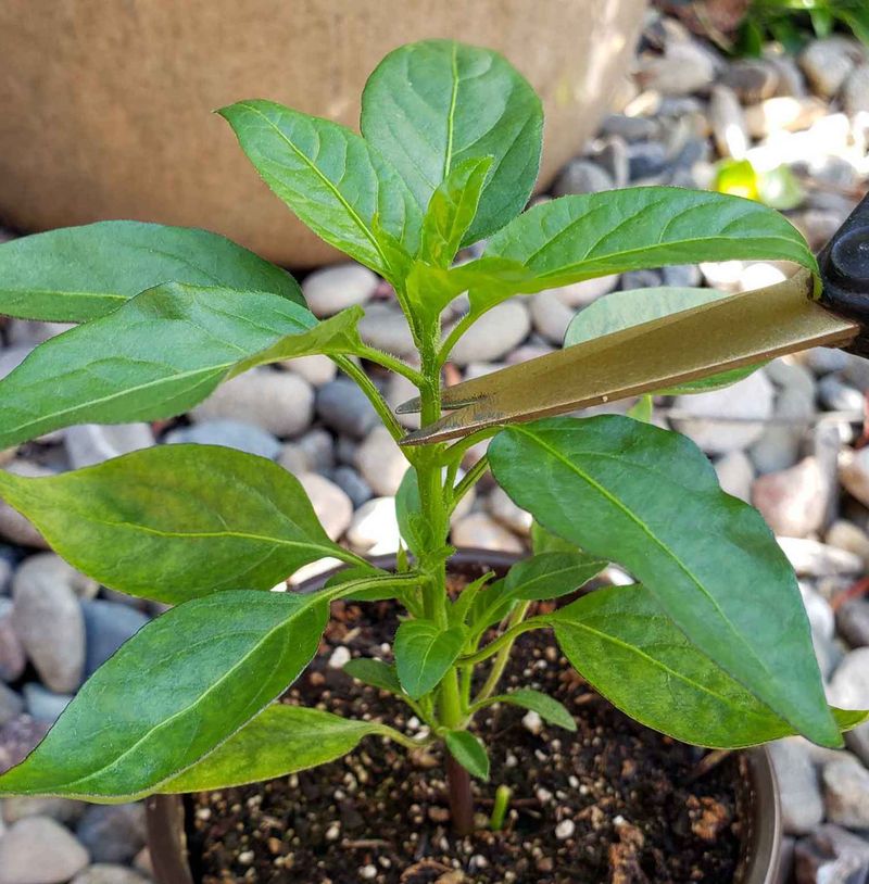 Top Pepper Plants