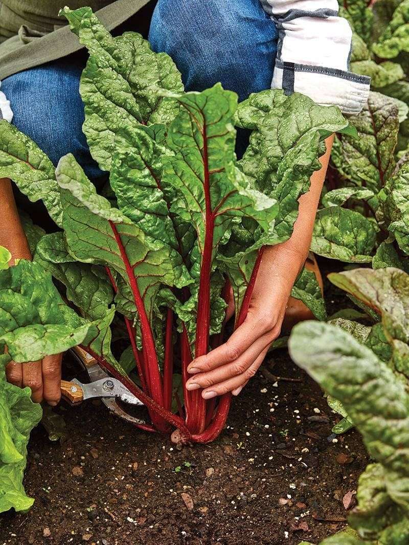 Regularly Harvest Outer Leaves