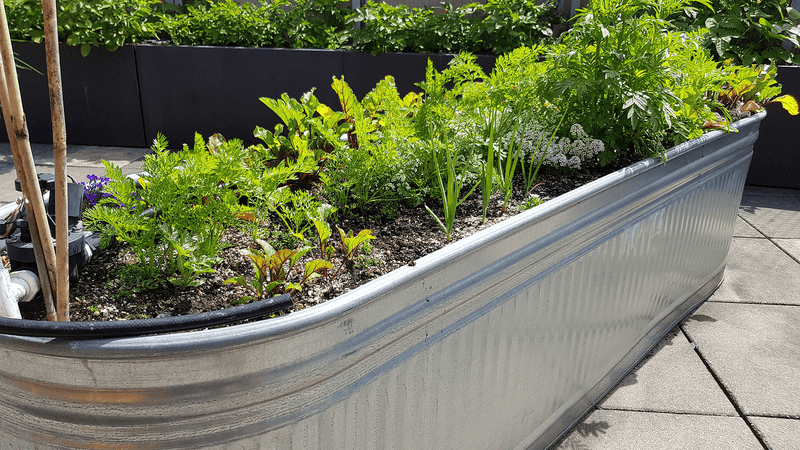 Raised Beds with Metal Edging