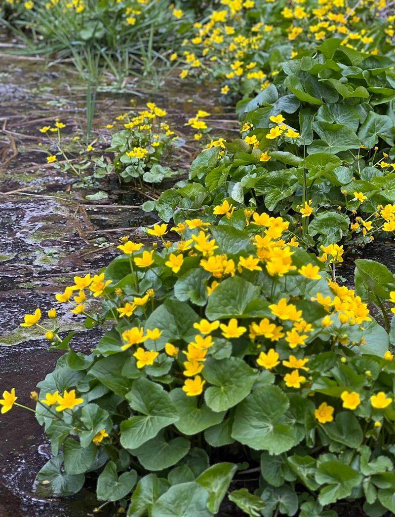Marsh Marigold