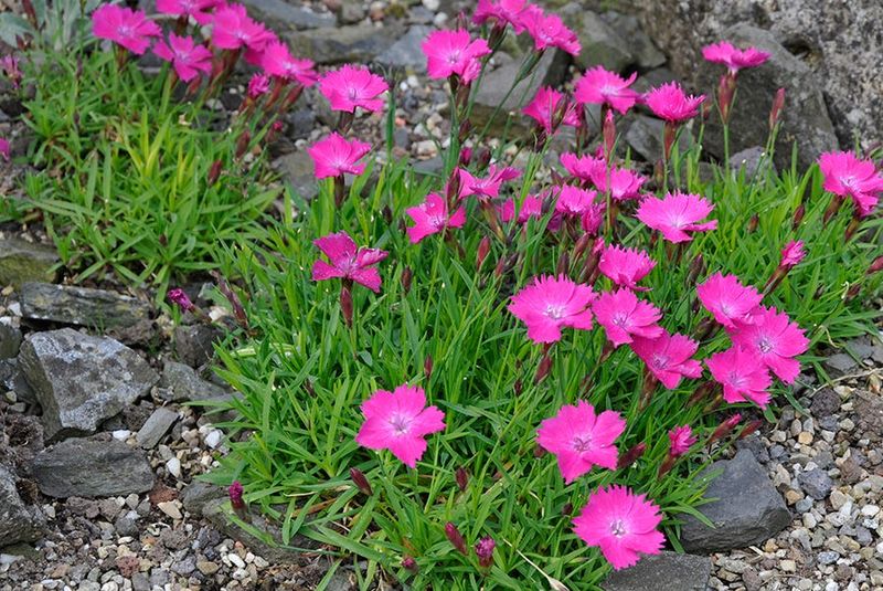 Dianthus