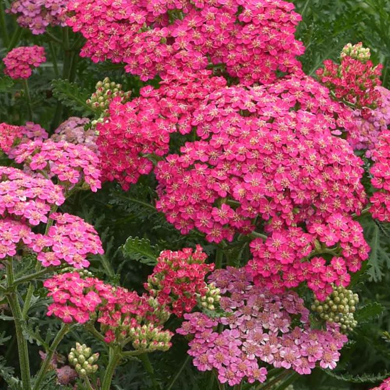 Yarrow