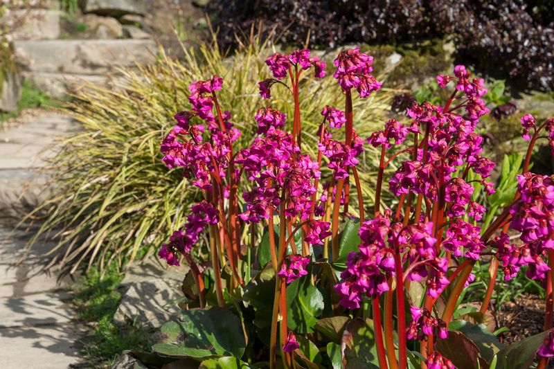 Bergenia (Elephant’s Ears)
