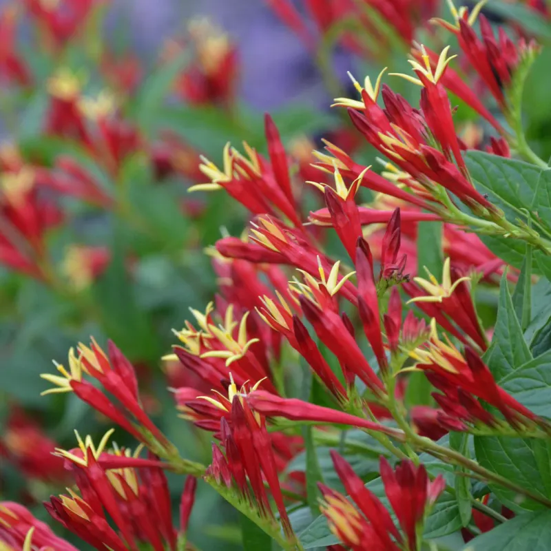 Indian Pink (Spigelia marilandica)