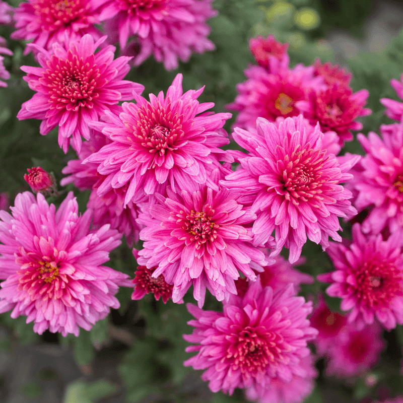 Chrysanthemum