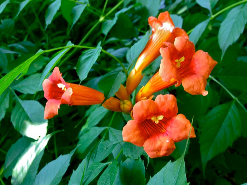 Trumpet Creeper (Campsis radicans)