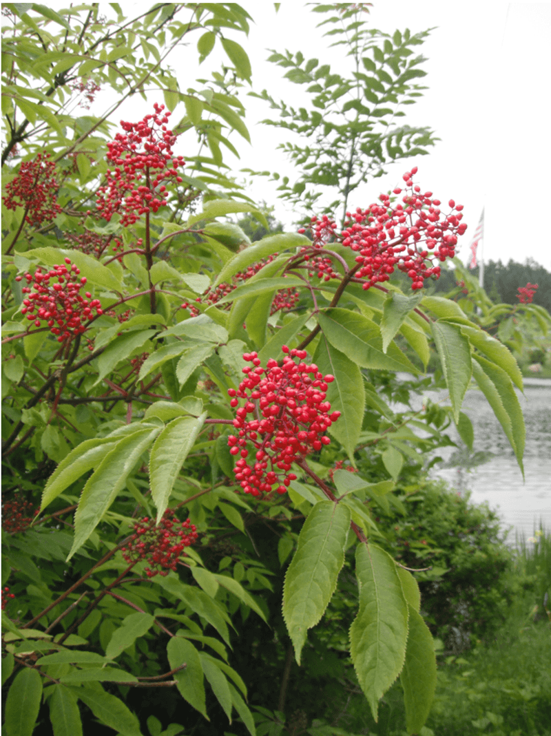 Elderberry (Sambucus racemosa)