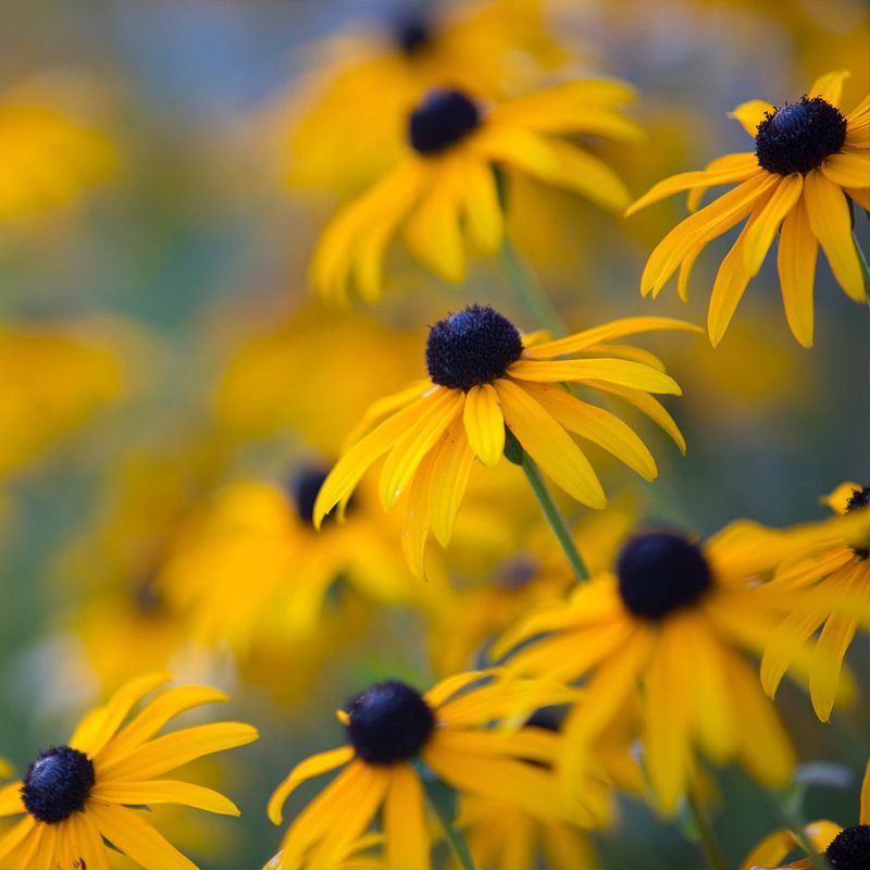 Black-eyed Susan
