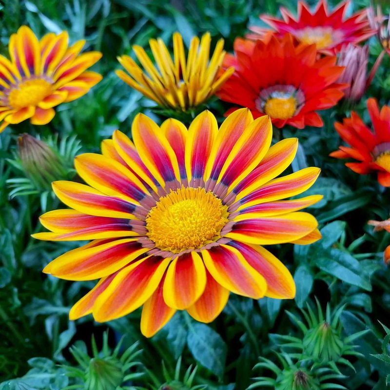 Gazania